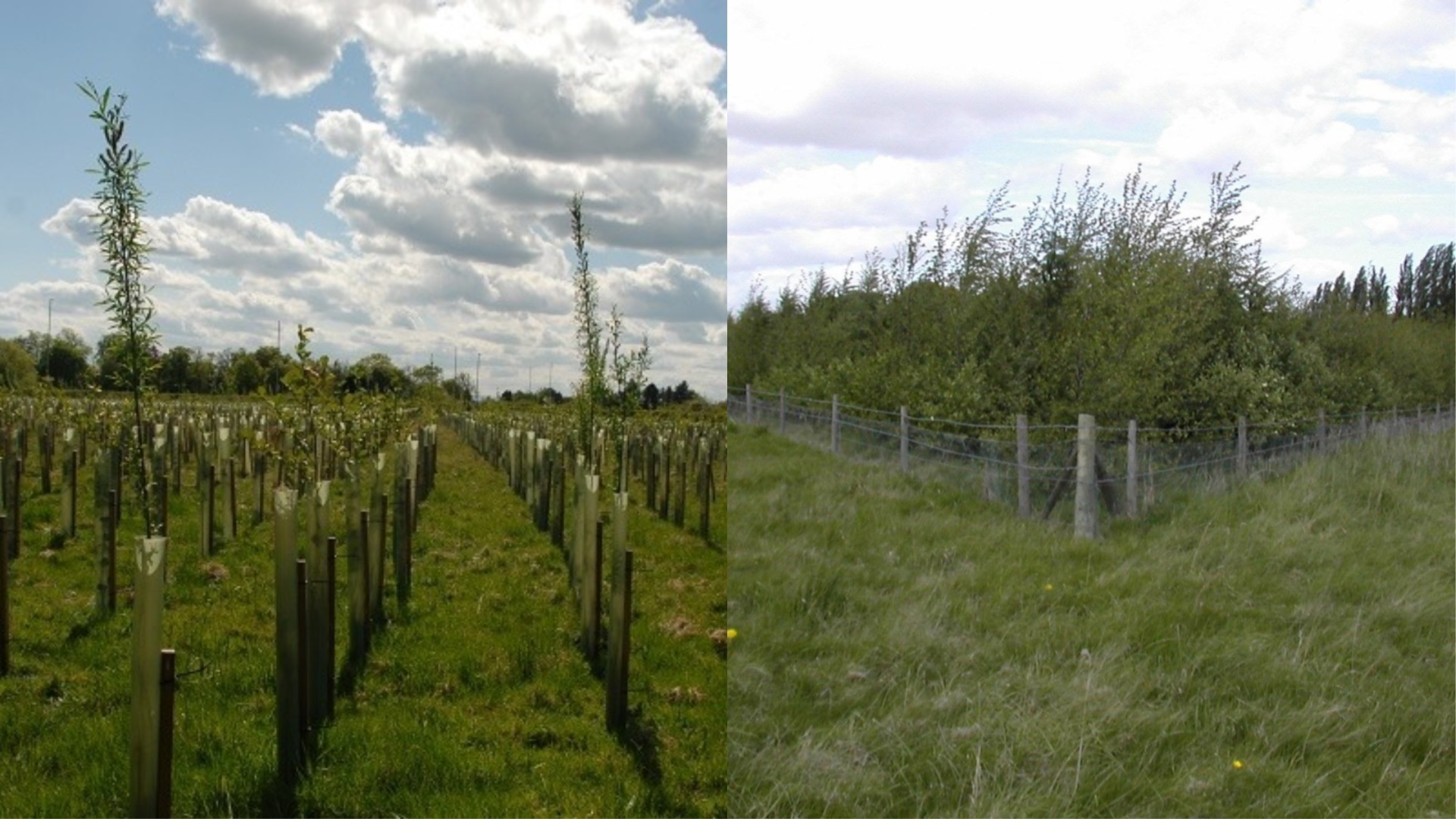 saplings at one and five years from planting