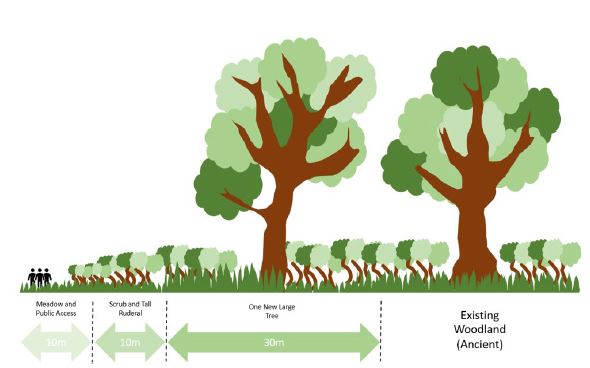 new diagram indicating ancient woodland buffer distances