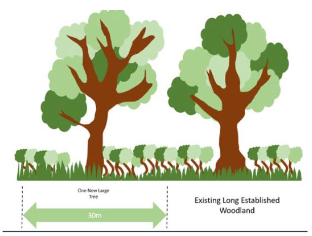 new diagram Illustrative Long Established Woodland Buffer