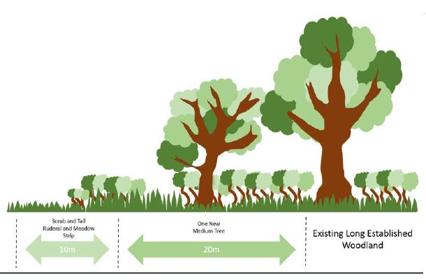 new diagram Illustrative Long Established Woodland Buffer 2