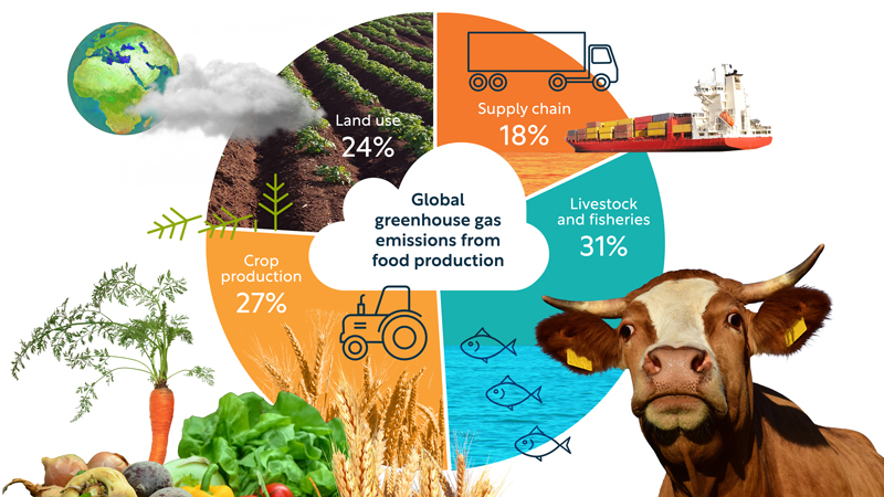 Infographic showing the global greenhouse gas emissions from food production. Land use 24%, supply chain 18%, crop production 27% and livestock and fisheries 31%.