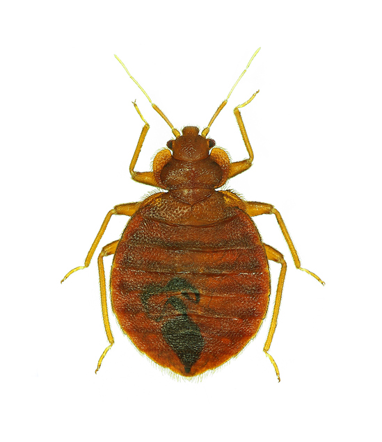 Image of bedbug