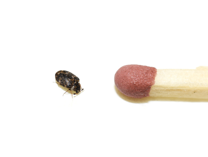 image of a carpet beetle