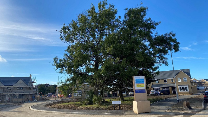 Protected tree in a new build housing estate under construction