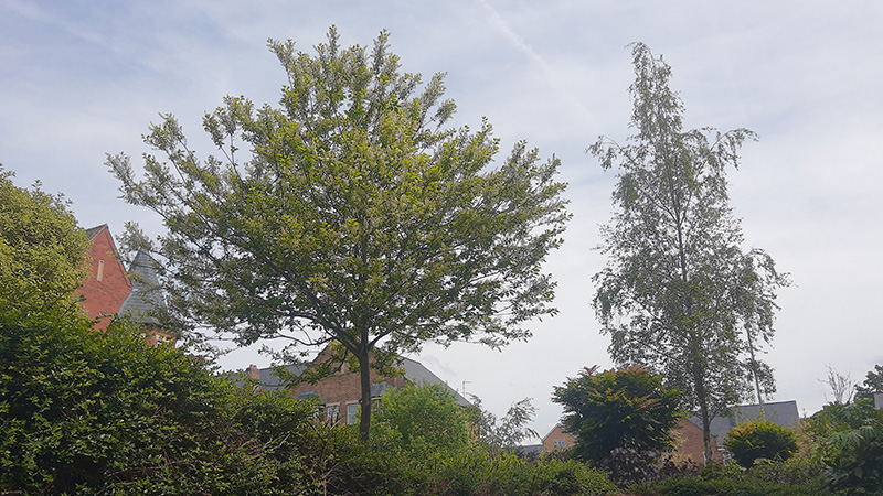 garden%20tree.jpg